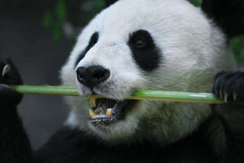 Beijing: Summer Palace and Panda House Guided Tour - The Value of This Tour