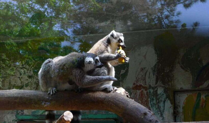 Beijing: The Beijing Zoo Entry Ticket with Pandas - An Overview of the Beijing Zoo Experience