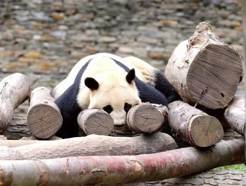 Beijing: The Beijing Zoo Entry Ticket with Pandas - Accessibility and Practical Tips