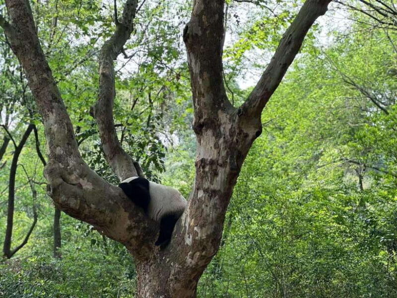 Beijing: The Beijing Zoo Entry Ticket with Pandas - FAQ