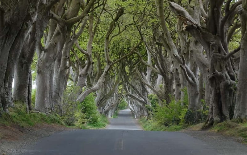 Belfast: Giant's Causeway Tour and 2-Day Open Top-Bus Tour - Final Thoughts