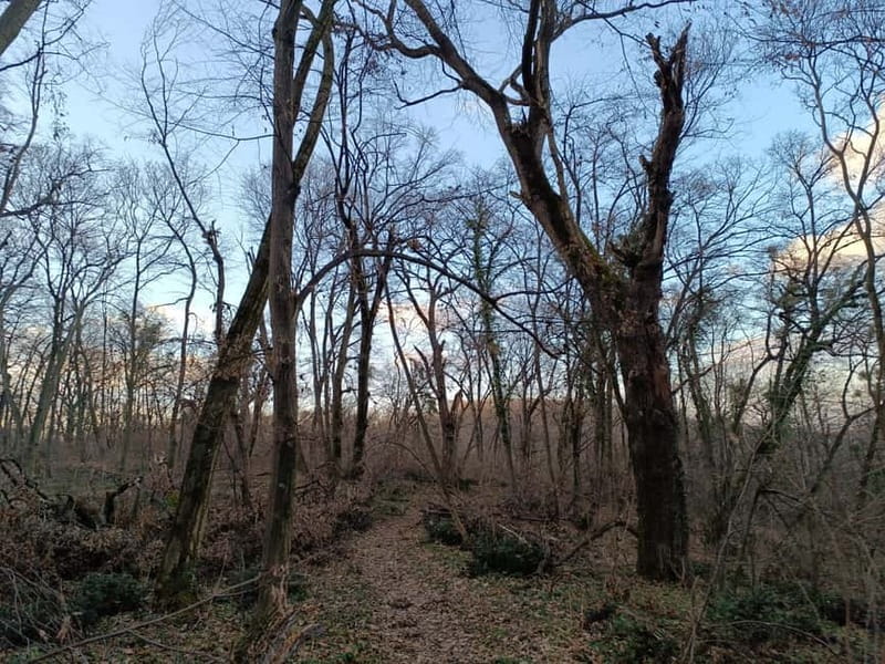 Belgrade: Kosutnjak forest hiking tour - A Walk Through Belgrade’s Natural and Historic Gems
