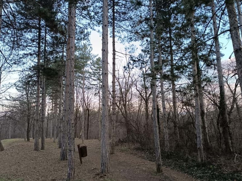 Belgrade: Kosutnjak forest hiking tour - The Value of the Experience