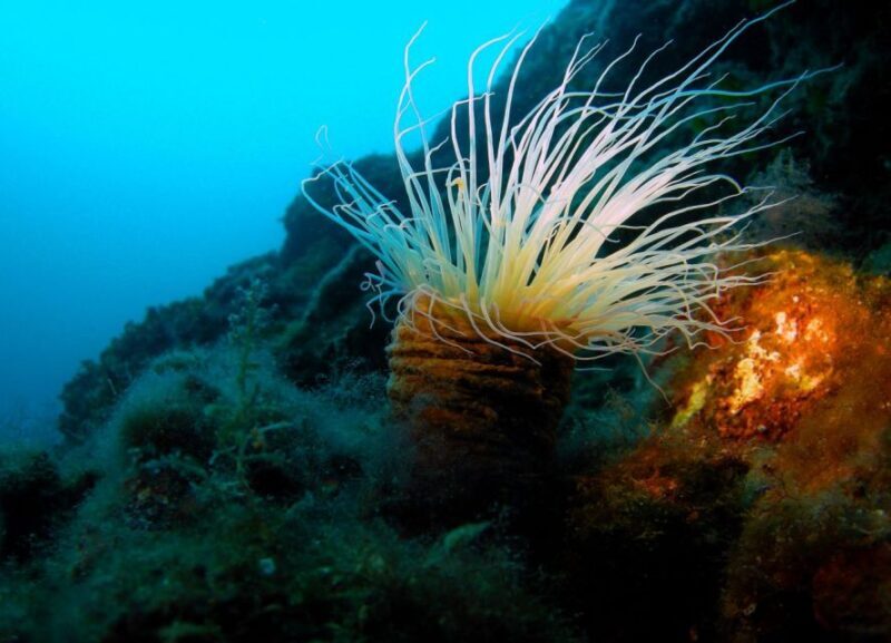 Beli - Discovery dive - A Day on Cres with a Splash of Adventure