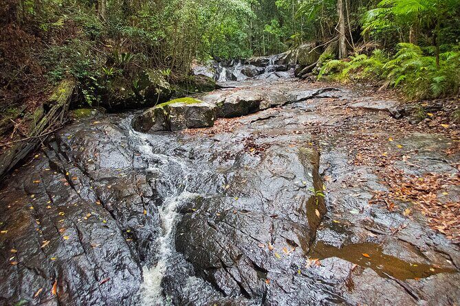 Bellthorpe Rainforest Private Tour - What’s Included and What to Consider