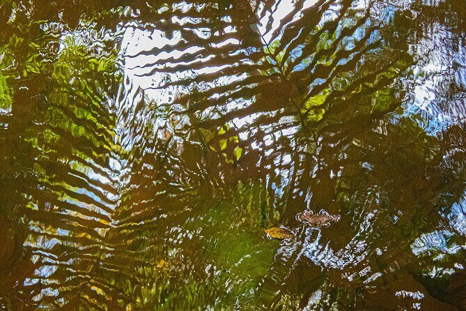 Bellthorpe Rainforest Private Tour - Final Thoughts: Is This Tour Right for You?