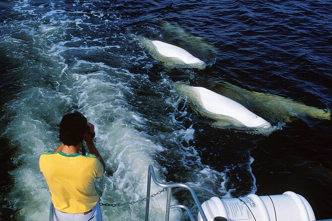 Belugas, Bears and Blooms in Churchill Manitoba - Good To Know