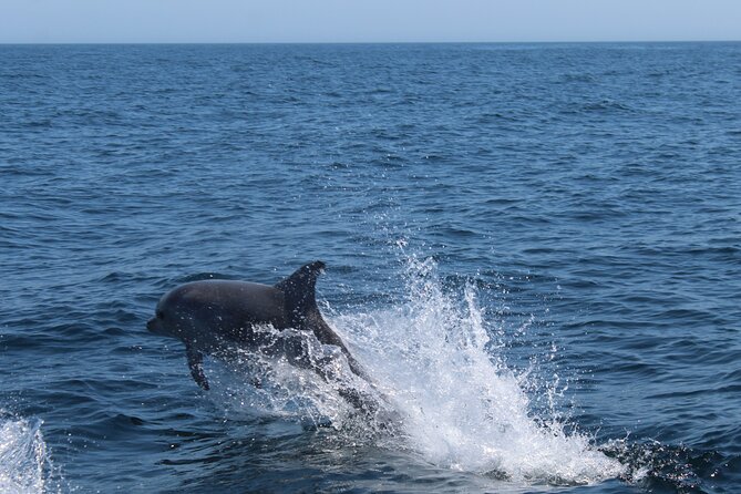 Benagil Caves and Dolphins Tour - Salema Beach - Booking Information