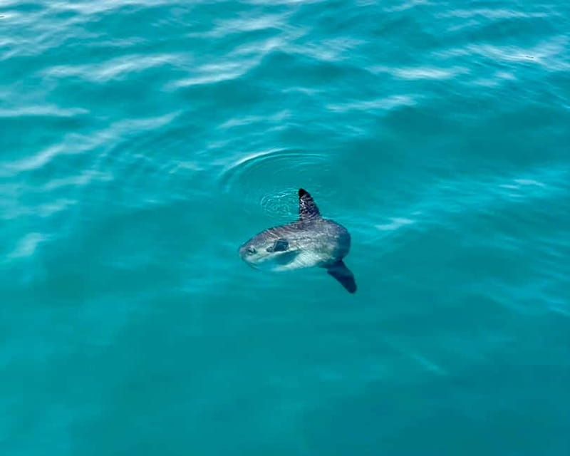 Benalmádena Boat Tour with Snorkeling, Water Slide and Lunch - A Closer Look at the Experience