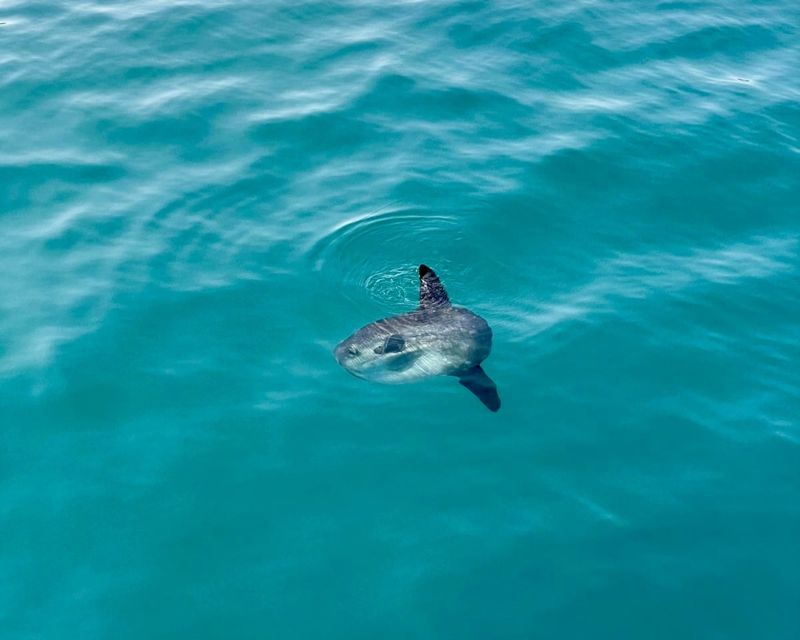 Benalmádena Boat Tour with Snorkeling, Water Slide and Lunch - FAQ