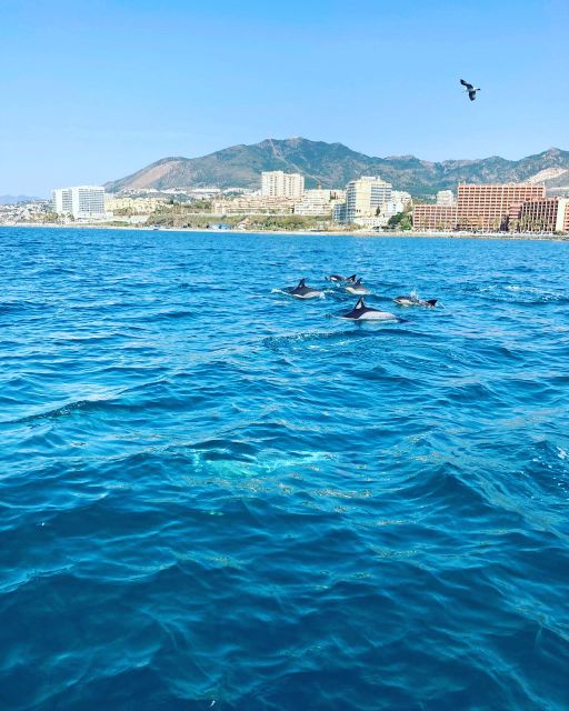 Benalmádena: Costa Del Sol License-Free Boat Rental - Participant Requirements