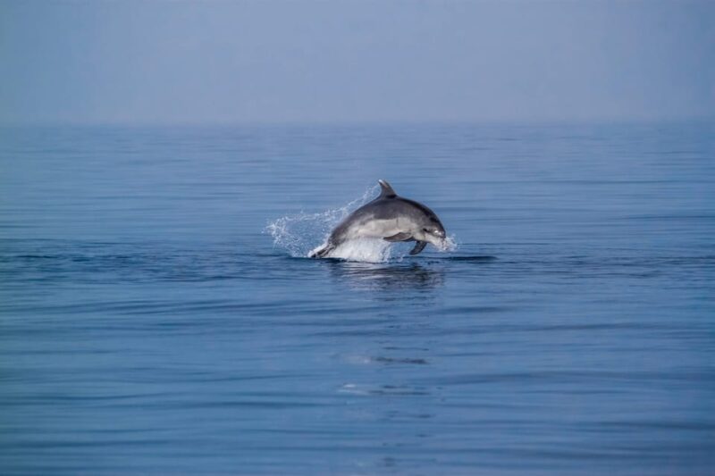 Benalmadena: Dolphin Sighting Boat Tour - Key Points