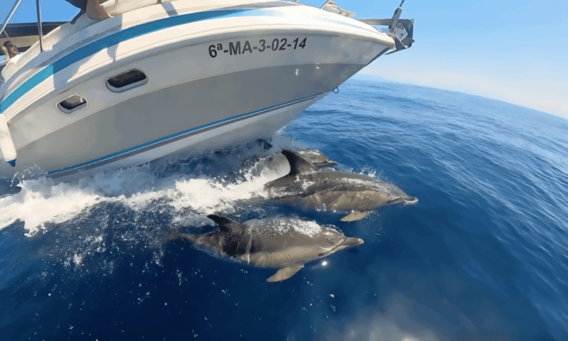 Benalmadena: Dolphin Sighting Boat Tour - Itinerary and Experience