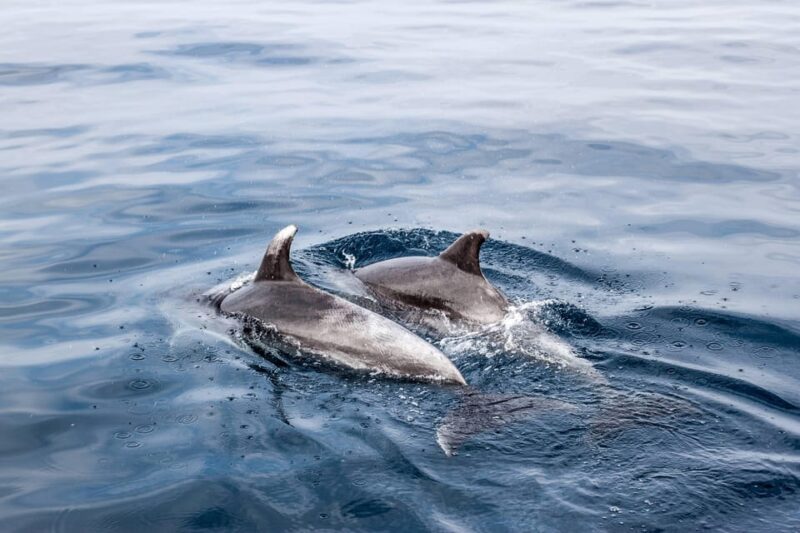 Benalmadena: Dolphin Sighting Boat Tour - Crew and Customer Experience