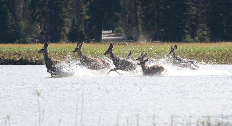 Bend: Deschutes River Guided Flatwater Kayaking Tour - Recommendations