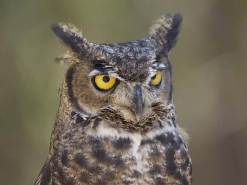 Bend: High Desert Museum Entry Ticket - Detailed Overview of the Experience