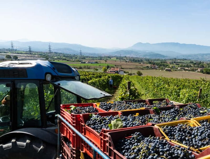 Benevento: picnic among the olive groves of the Sannio and tour of the estate - Exploring the Estate: A Walk Through Sannio’s Heartland