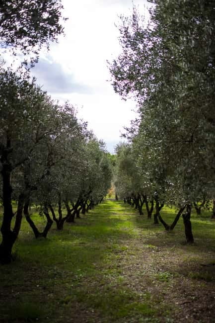 Benevento: picnic among the olive groves of the Sannio and tour of the estate - FAQ