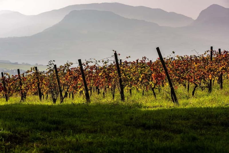 Benevento: picnic among the olive groves of the Sannio and tour of the estate - Final Verdict