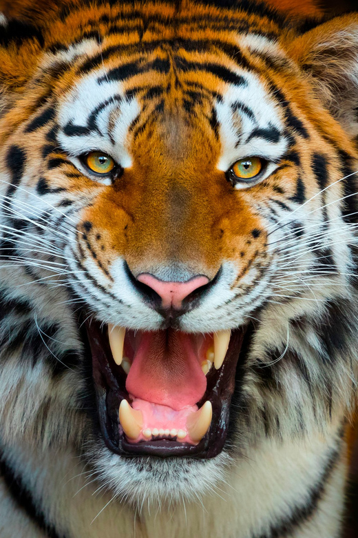Benidorm: Terra Natura and Aqua Natura Combo Day Ticket - Included in the Ticket