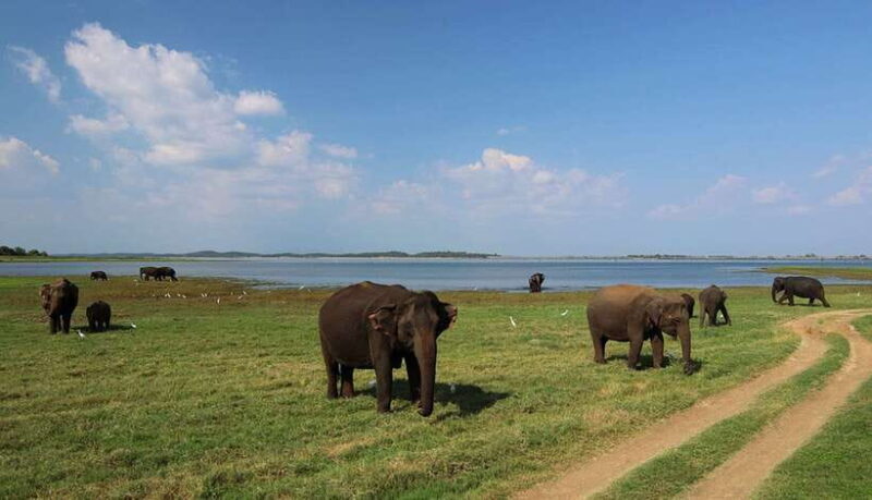 Bentota: 2-Day Private Tour Wild; Wonders And Galle Fort - Heading to Yala National Park: Wildlife Hotspot