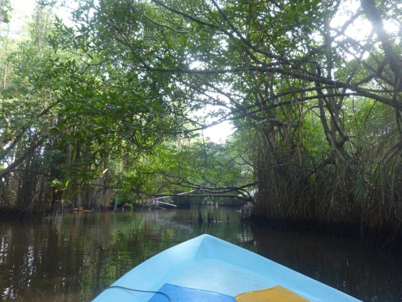 Bentota: Mangrove Lagoon and River Cruise - Booking Information