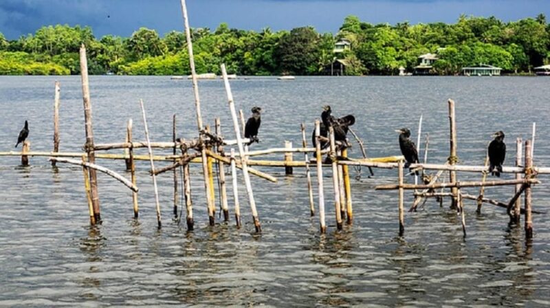 Bentota River Safari -Ahungalla/Bentota/Aluthgama/Kosgoda - Customer Ratings