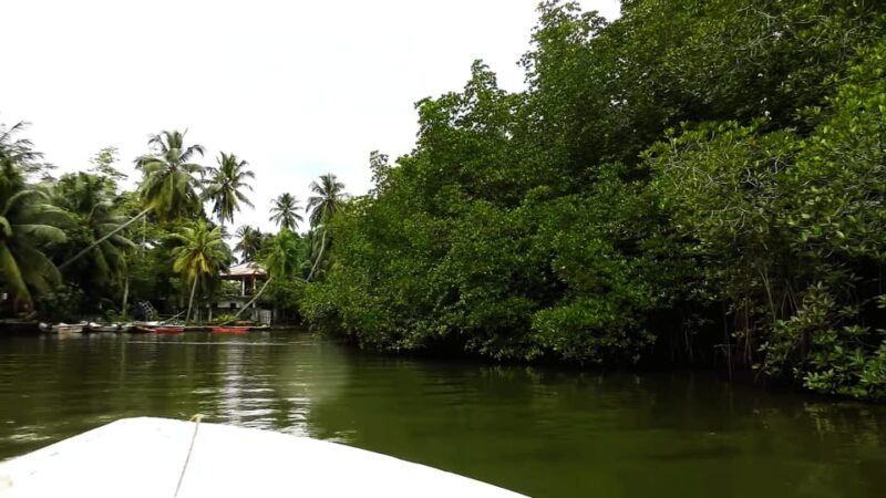 Bentota: Swampboat Ride Through Mangrove Forest - Guided Tour Highlights