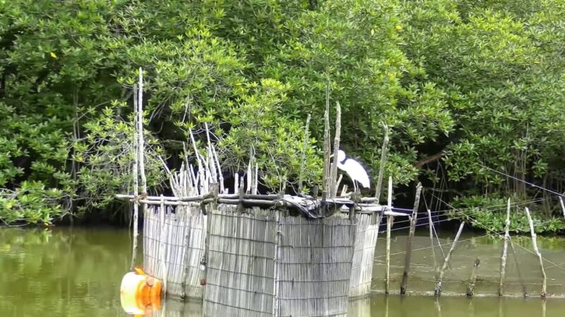 Bentota: Swampboat Ride Through Mangrove Forest - Recommended Items to Bring
