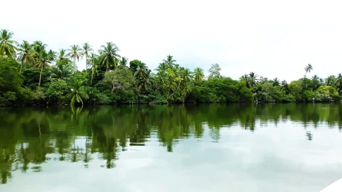 Bentota: Swampboat Ride Through Mangrove Forest - Meeting Point Information