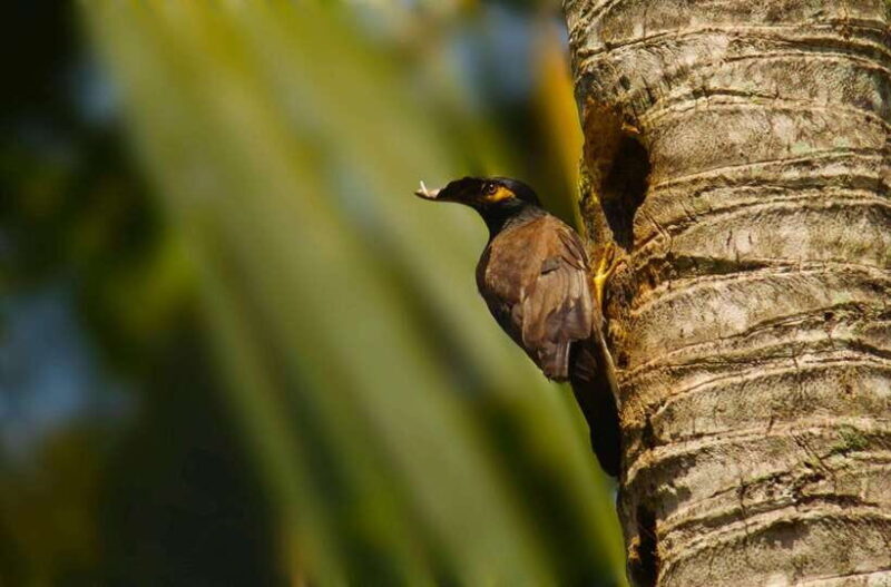 Bentota Village tour, River Safari with Westcoast - Practical Details and Tips