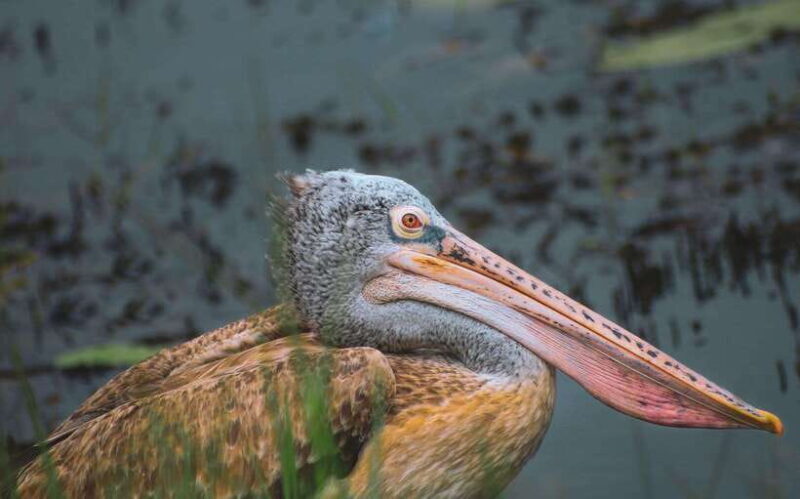 Bentota Village tour, River Safari with Westcoast - Who Is This Tour Best For?
