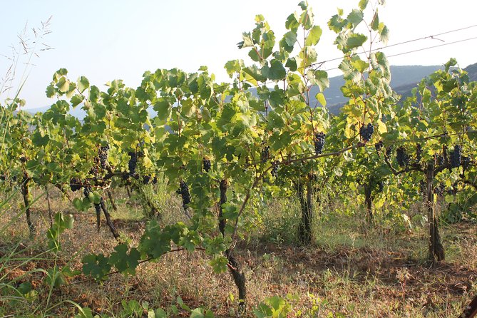 Berat Grand Wine Tasting Tour - Meeting and Pickup