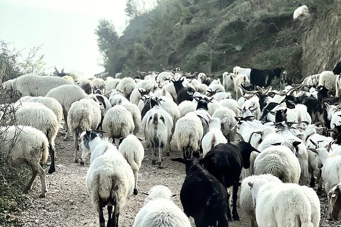 Berat off Road Tour to Cuka E Tomorrit 2416M - Participant Requirements