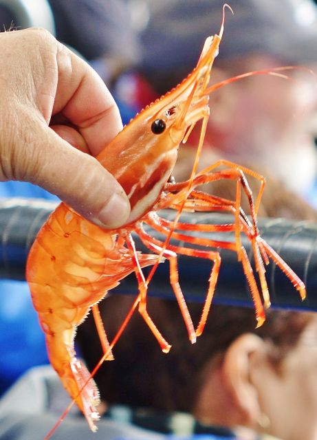 Bering Sea Crab Fishermens Tour - Alaskan Fishermen and Sea Life
