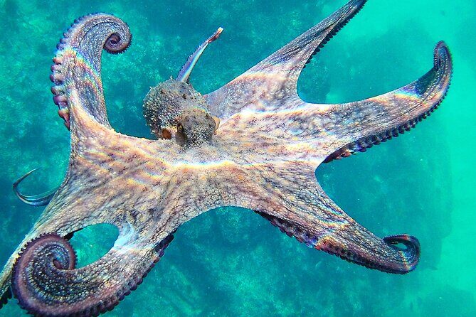 Berlengas Island Catamaran Tour + Snorkeling - Authentic Insights from Reviews