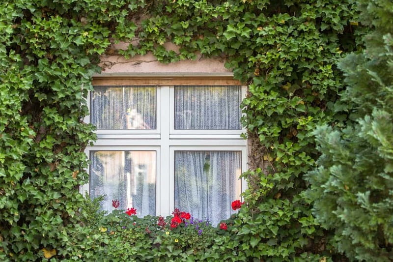 Berlin: Botanic Garden Berlin Entry Ticket with Audio Guide - Breaking Down the Highlights and Drawbacks