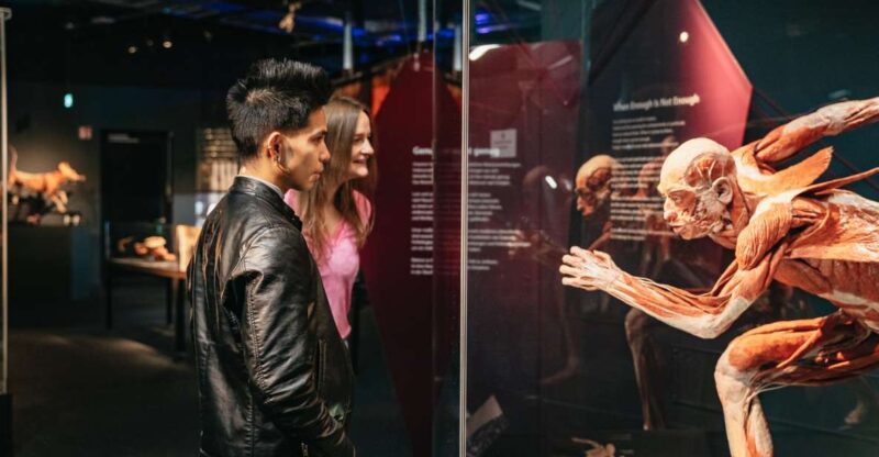 Berlin: Tickets for the BODY WORLDS Museum in Berlin - Museum Highlights