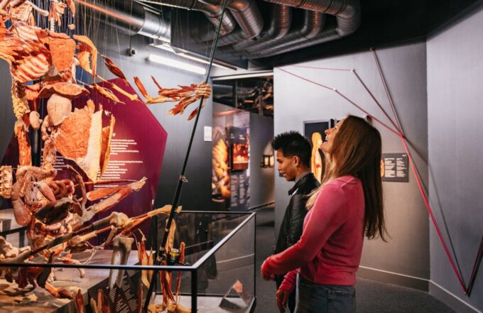 Berlin: Tickets for the BODY WORLDS Museum in Berlin - Customer Feedback