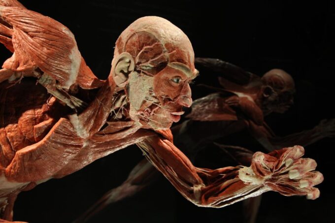 Berlin: Tickets for the BODY WORLDS Museum in Berlin - Suggested Visit Tips