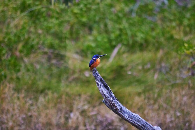 Bermagui River Kayak Tour - The setting: a peaceful journey through diverse ecosystems