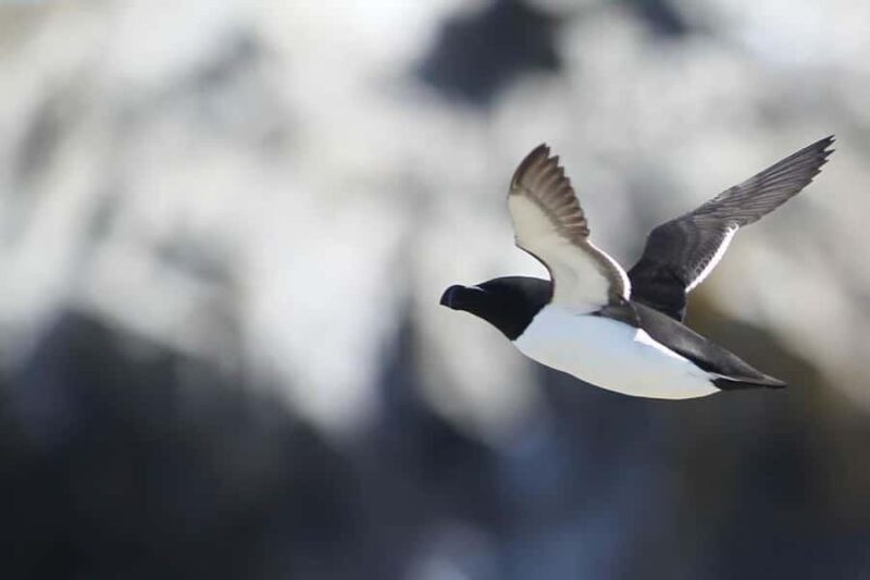 Berthier-sur-Mer: 1000 Razorbill Penguins Observation Cruise - Who Will Love This Tour?