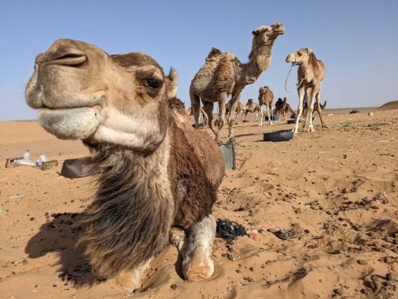 Best 3-Day Trip From Fez to Marrakech via Merzouga Desert - Good To Know