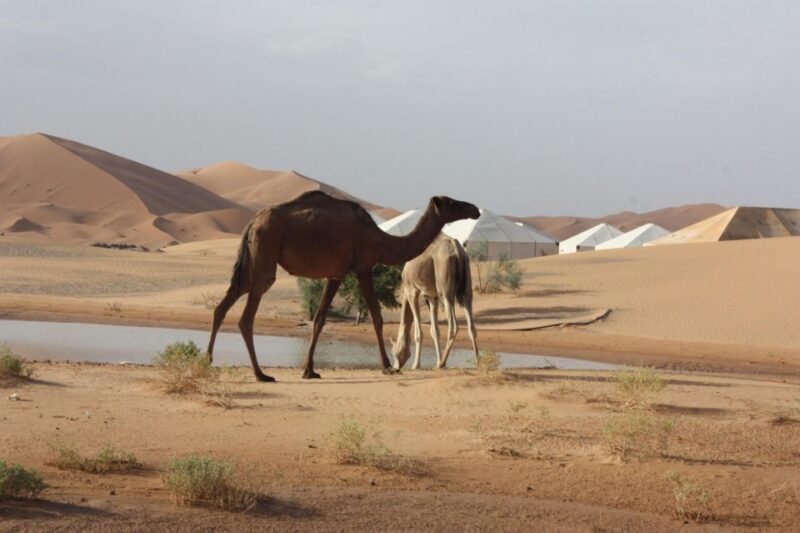 Best 4 Day Desert Round Tour From Marrakech - Included Services and Amenities