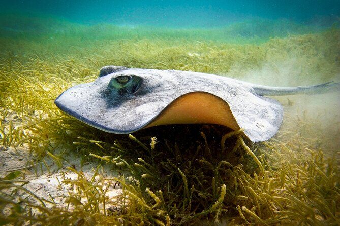 Best half-day snorkel tour: visit Kaan Luum, Yalku & Cenote - Exploring the Itinerary: From Lagoon to Lagoon