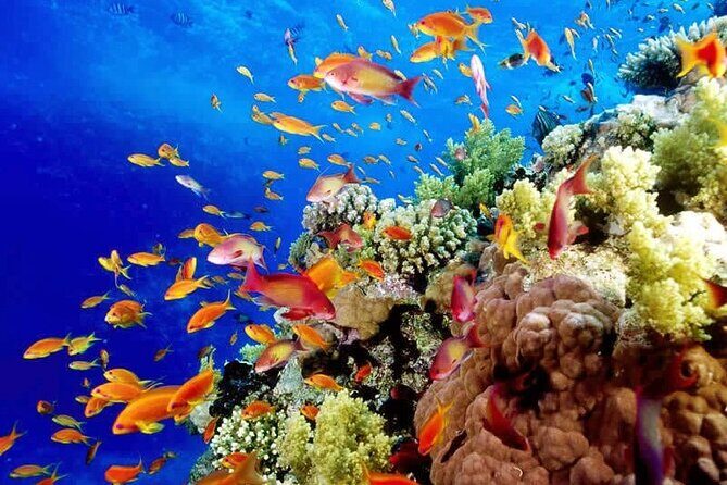 Best half-day snorkel tour: visit Kaan Luum, Yalku & Cenote - Frequently Asked Questions