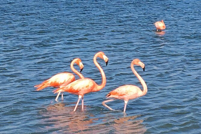 Best Highlight Island Tour - Perfect Day Tour. Small group Tour - Final Thoughts