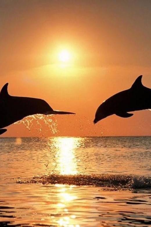 Best Lovina Sunrise Dolphin Private Boat - Swimming With Dolphins