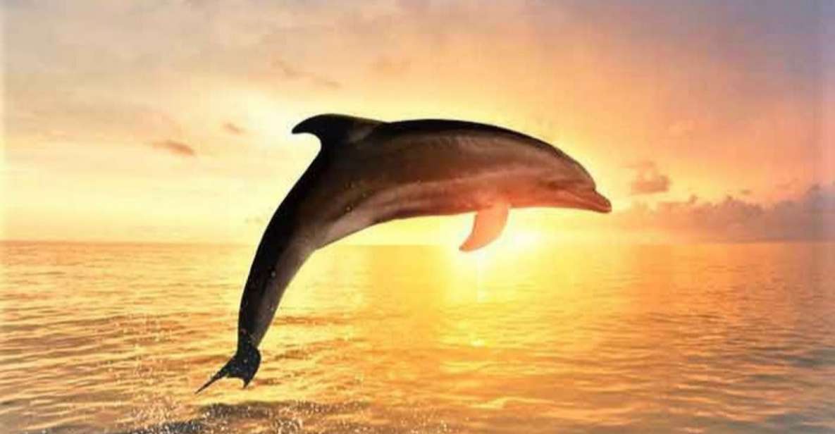 Best Lovina Sunrise Dolphins Watching Tour - Key Points