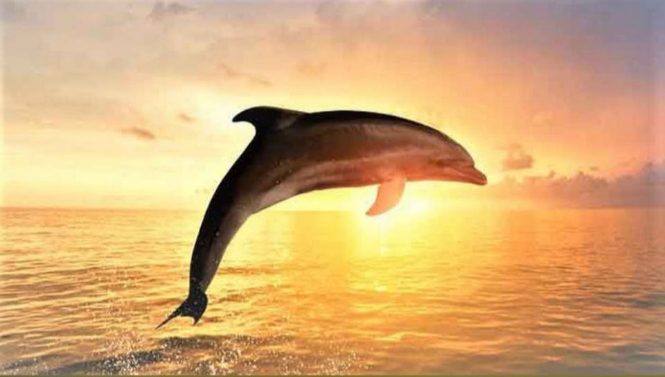 Best Lovina Sunrise Dolphins Watching Tour - Activities Offered